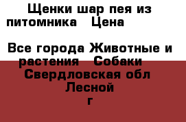 Щенки шар-пея из питомника › Цена ­ 15 000 - Все города Животные и растения » Собаки   . Свердловская обл.,Лесной г.